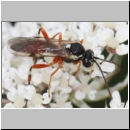 Diplazon laetatorius - Schlupfwespe 01b 10mm - OS-Sandgrube Wallenhorst fdet02.jpg